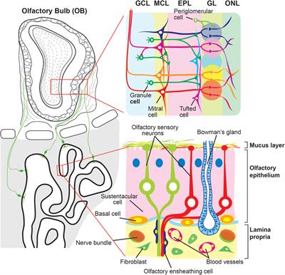 Environmental Toxicants-Induced Immune Responses in the Olfactory Mucosa